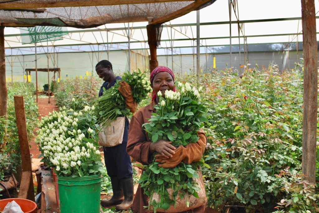 Trabajadores locales recogiendo flores en la granja Penta Flowers de Kenia