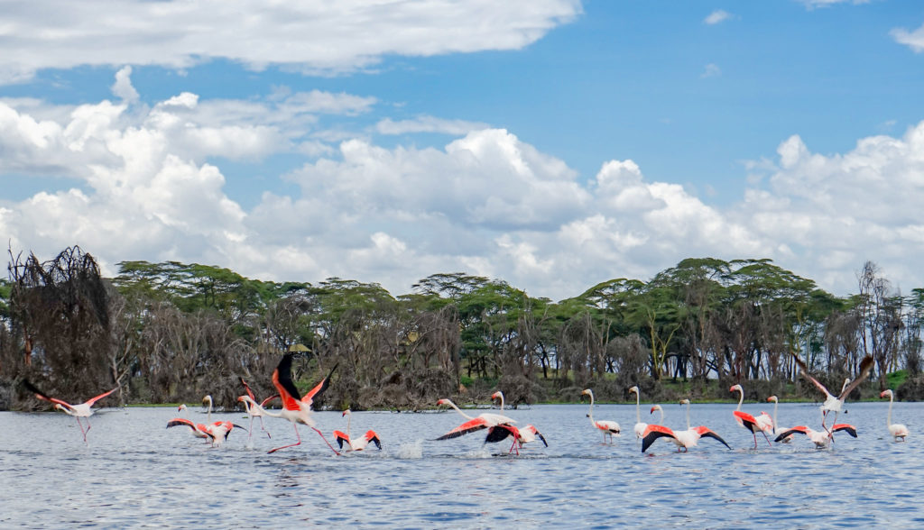 Flamingos at a lake.