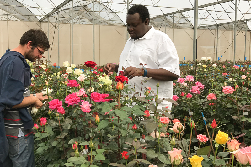 Members of the team of the flower breeder United Selections during work.