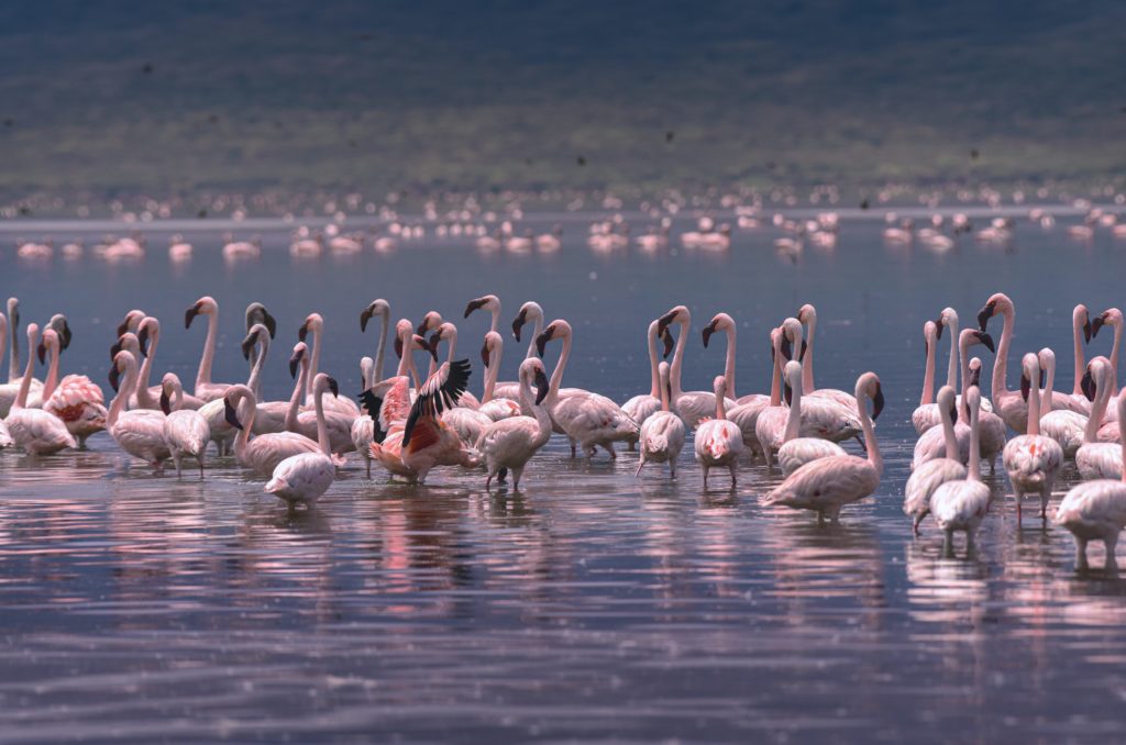 Pink flamingos laying on a lake